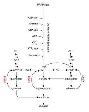 Purine metabolic pathways. 