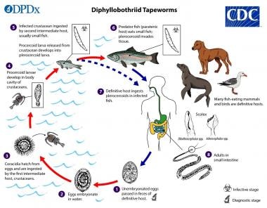 Diphyllobothrium life cycle. This illustration dep