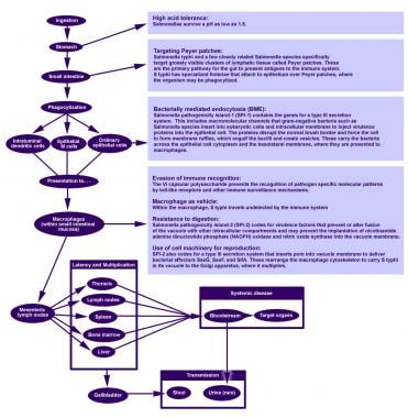 Life cycle of Salmonella typhi. 