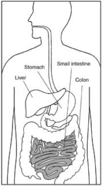 The small intestine is a major site of absorption.
