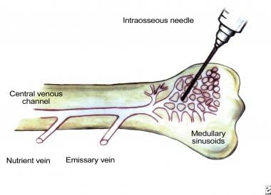 Venous drainage of bone marrow. Venous network of 