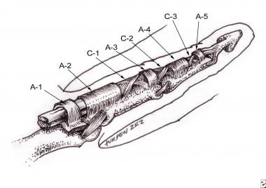 hand anatomy flexor tendons