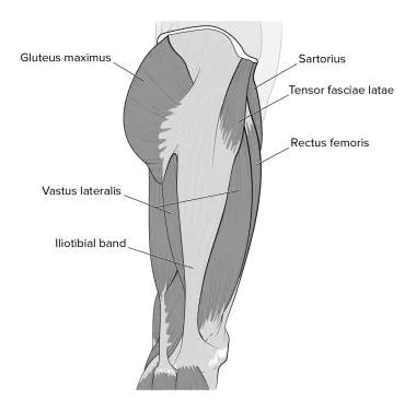 Hip muscles, lateral view. 