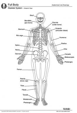 Human skeleton. 