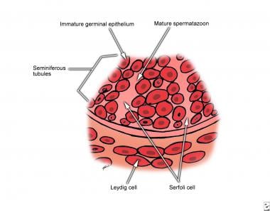 Testes: Anatomy, Function, and Associated Conditions