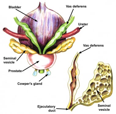 Anatomy of the prostate and bladder, posterior vie