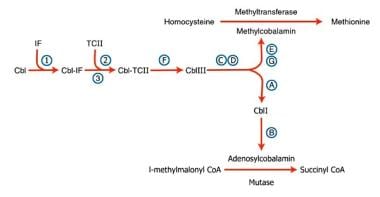 megaloblastic anemia pathway