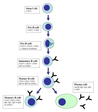 During the primary antibody response, B cells in t