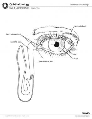 Eye and lacrimal duct, anterior view. 