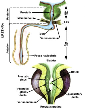 Anatomy of the prostate and urethra. 