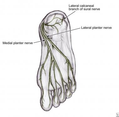 Medial and lateral plantar nerves after branching 