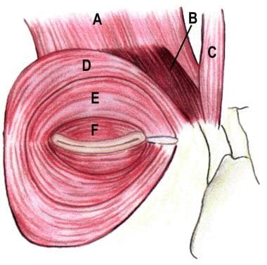 Orbicularis oculi muscle anatomy. (A) Frontalis, (