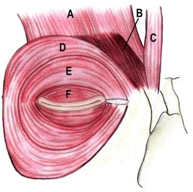 eyelid anatomy diagram