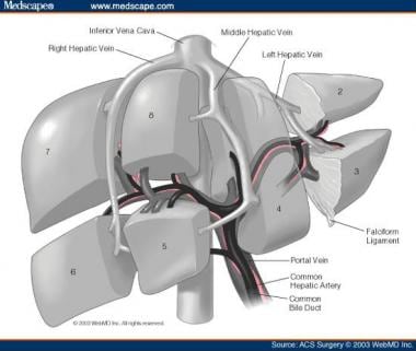 Couinaud's segmental liver anatomy. 