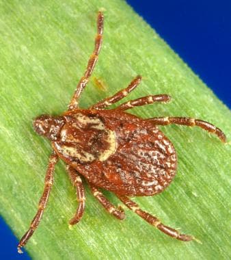 An adult female Dermacentor variabilis (American d