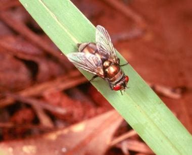 The bronze bottle blow fly (Lucilia cuprina [forme