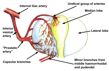 Blood supply to the prostate. 