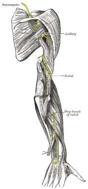 The Radial Nerve from Gray's Anatomy (published 19