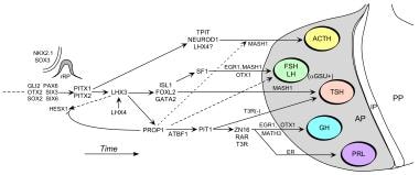 Regulation of the development of the mammalian ant