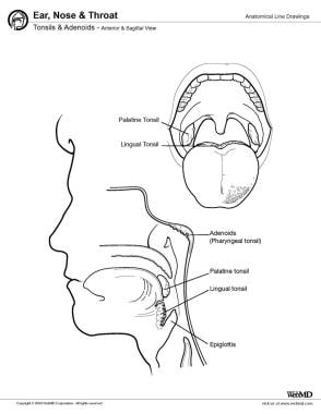 Tonsils and adenoids, anterior and sagittal view. 