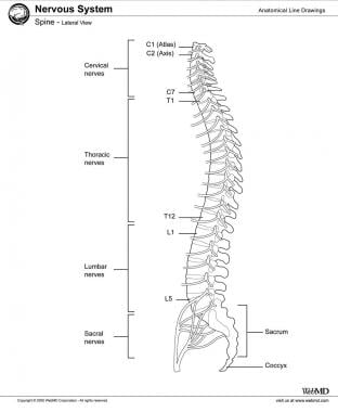 人类脊柱从C1到骶骨。注意不同的曲线