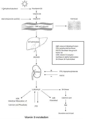 Vitamin D metabolism. 