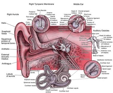 Middle ear anatomy. 