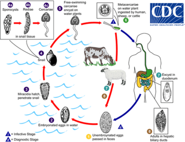 Life cycle of Fasciola hepatica. Immature Fasciola