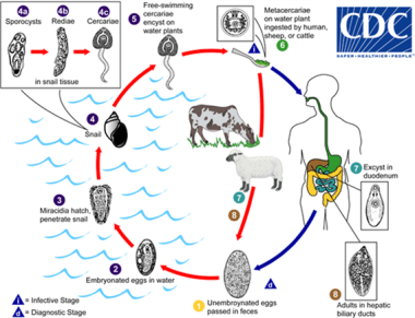 platyhelminthes trematoda fasciola hepatica