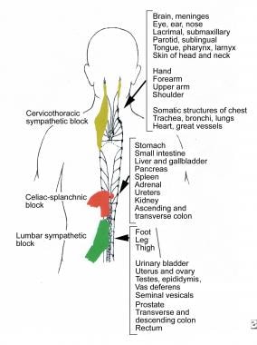 Dry Needling: How to Treat Scar Tissue to Mobilize & Regulate Autonomic  Sympathetic Hyperactivity