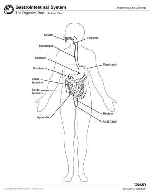 Digestive tract, anterior view. 