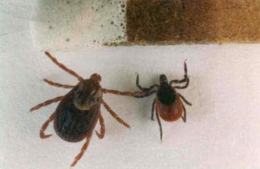 ticks with brown shell