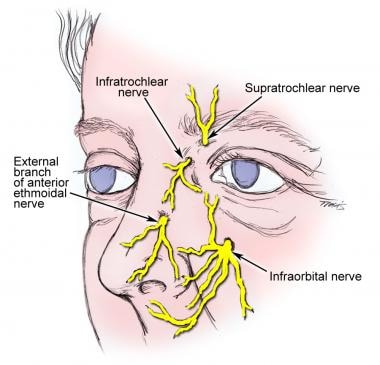 Innervation of the external nose. 