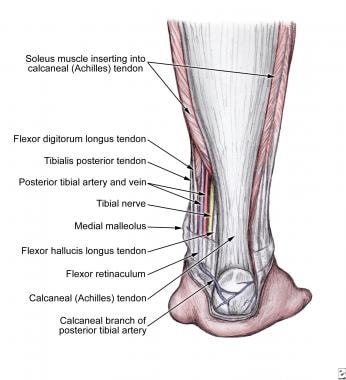 The tibialis posterior tendon, flexor digitorum te