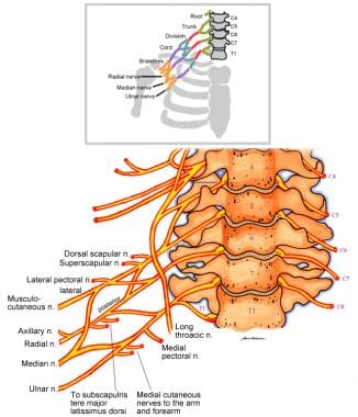 Supraclavicular Nerve Anatomy