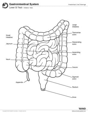 Lower GI tract, anterior view. 