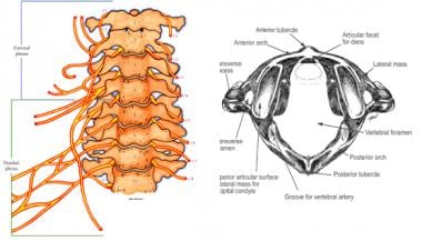 Cervical spine. Note uniquely shaped atlas and axi