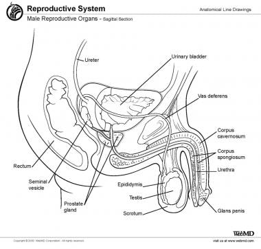 Male reproductive organs, sagittal section. 