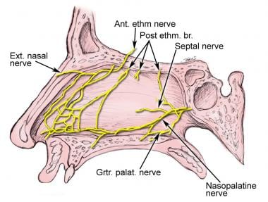 Innervation of the nasal cavity. 