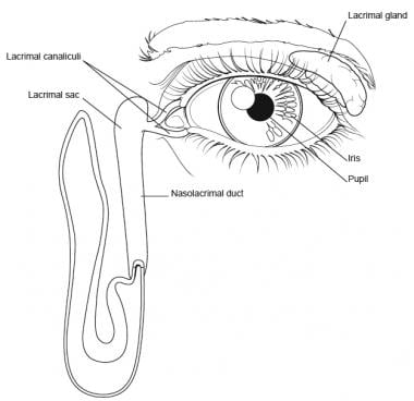 Eye and lacrimal duct. 