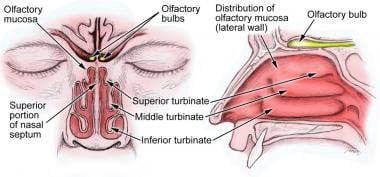 Head anatomy with olfactory nerve. 
