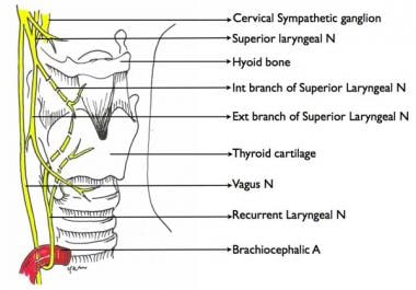 Anatomy of the larynx showing the innervations fro