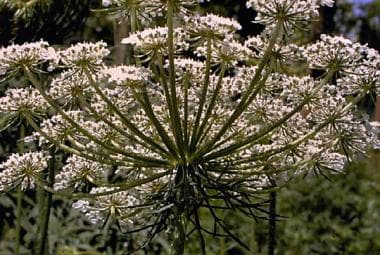 Queen Anne's lace, a member of the Umbelliferae fa