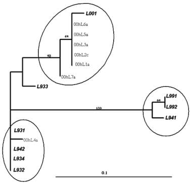 Phylogenetic tree showing sequence analysis of hum