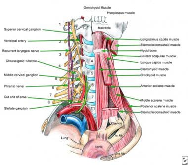 Cervical and superior thoracic anatomy (anterolate