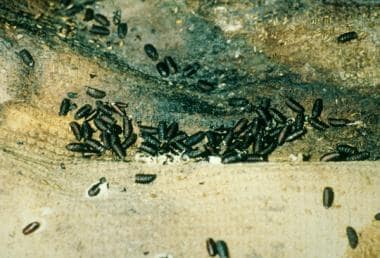 Pupae and pupal casings may be found away from the