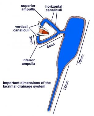 Dimensions of lacrimal drainage system. 