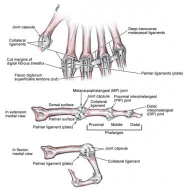 metacarpophalangeal joint extension