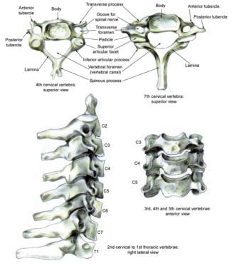 Normal anatomy of lower cervical spine. 