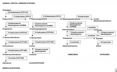 Synthesis of adrenal cortical hormones. CYP = Cyto